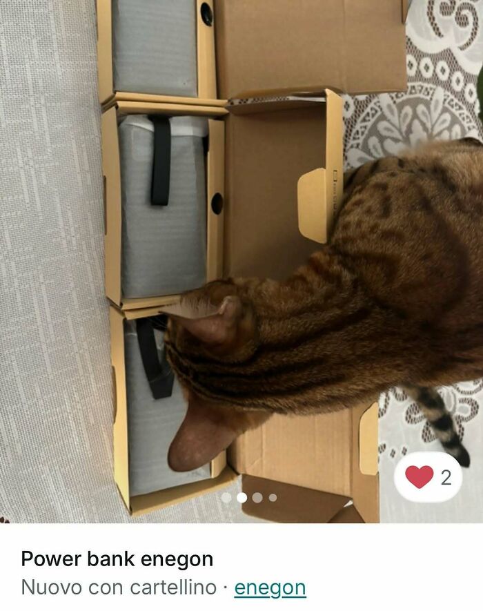 100 Times Cats Stole The Spotlight In Vinted Ads