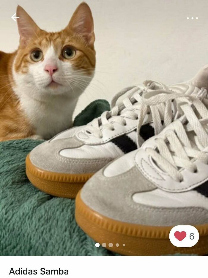 100 Times Cats Stole The Spotlight In Vinted Ads