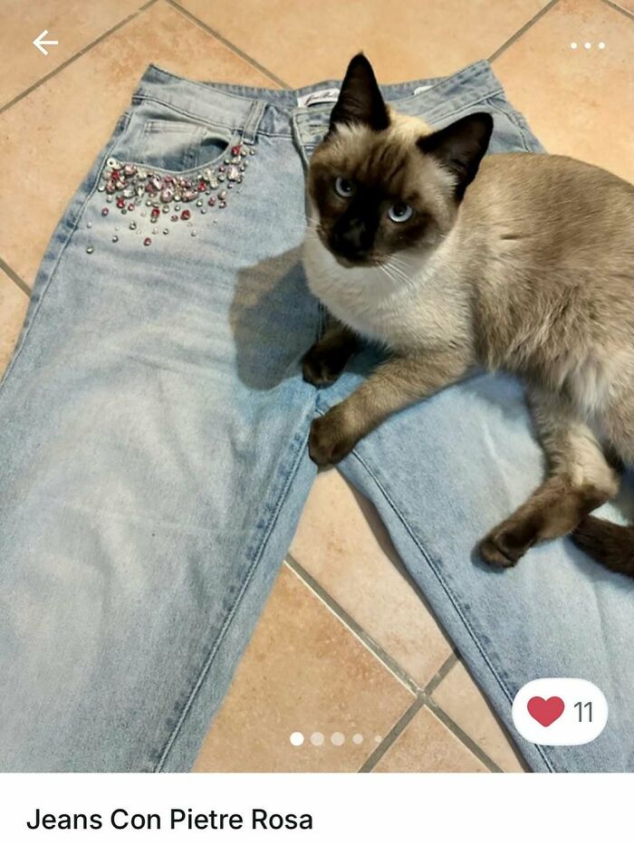 100 Times Cats Stole The Spotlight In Vinted Ads