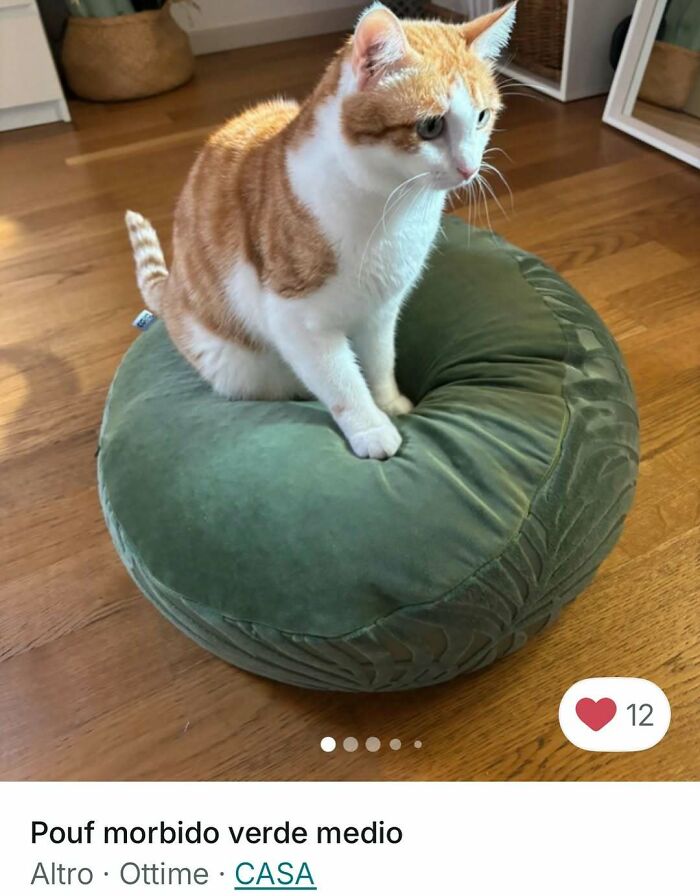 100 Times Cats Stole The Spotlight In Vinted Ads