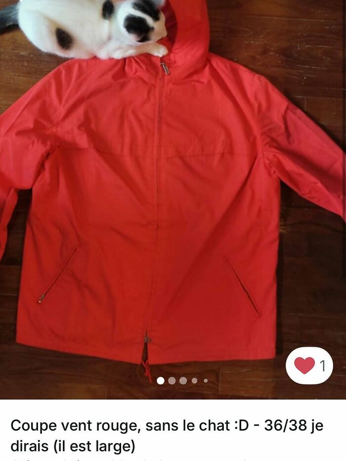 100 Times Cats Stole The Spotlight In Vinted Ads