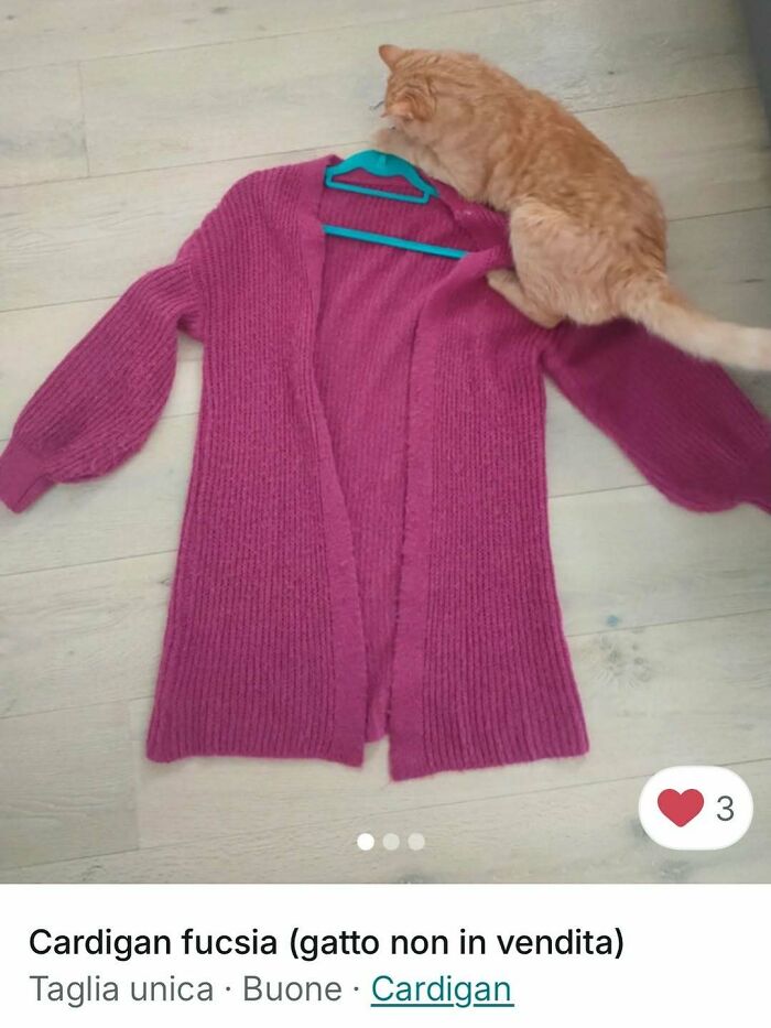 100 Times Cats Stole The Spotlight In Vinted Ads