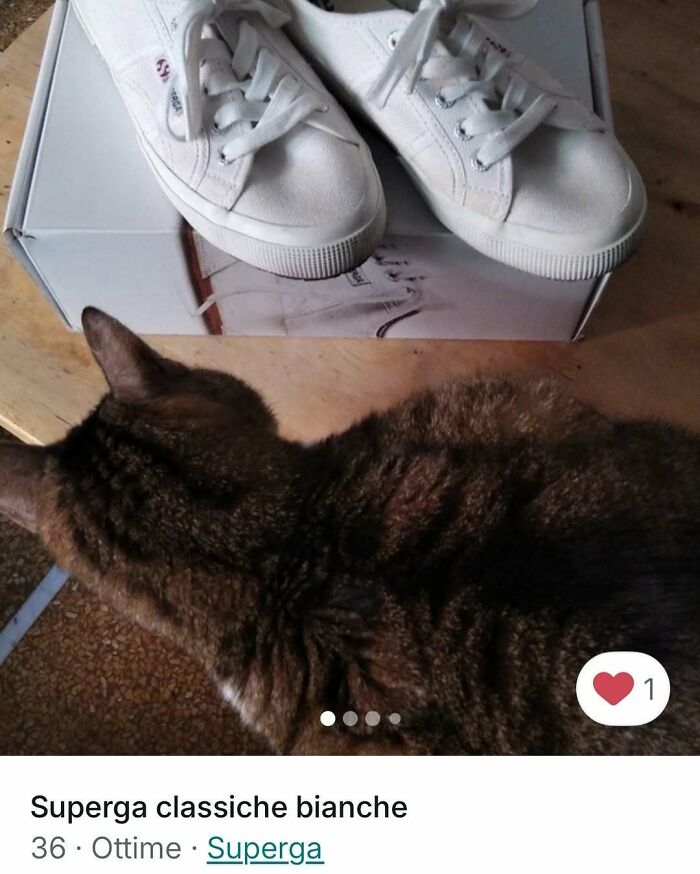 100 Times Cats Stole The Spotlight In Vinted Ads