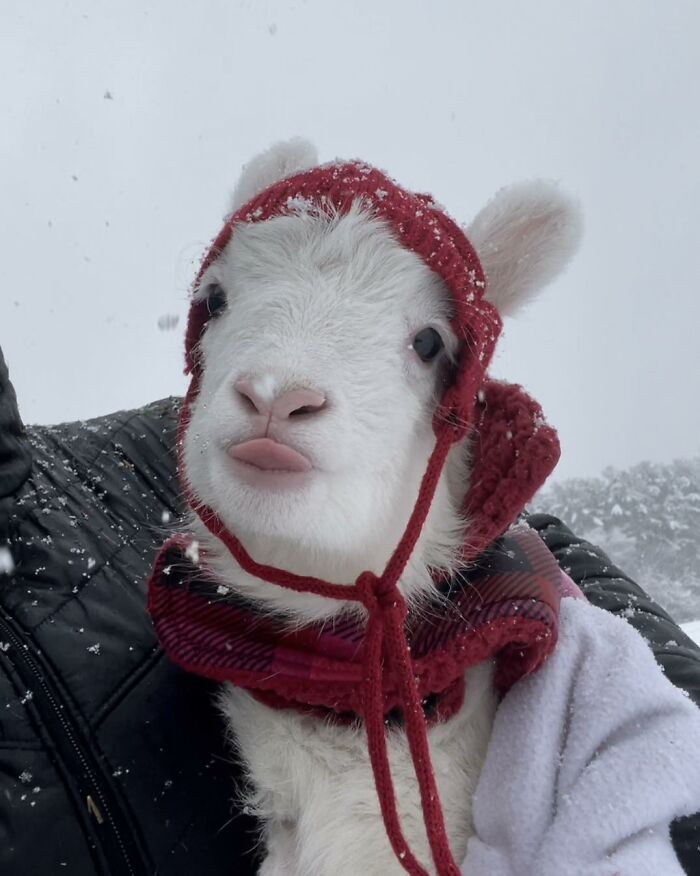 Sanctuary Rescues Disabled Lamb, Then Engineers A Way For Her To Move On Her Own (28 Pics) Sanctuary Rescues Disabled Lamb, Then Engineers A Way For Her To Move On Her Own (28 Pics)