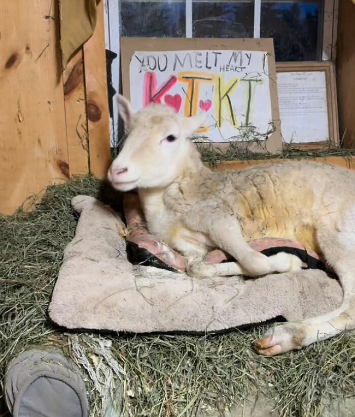 Sanctuary Rescues Disabled Lamb, Then Engineers A Way For Her To Move On Her Own (28 Pics) Sanctuary Rescues Disabled Lamb, Then Engineers A Way For Her To Move On Her Own (28 Pics)