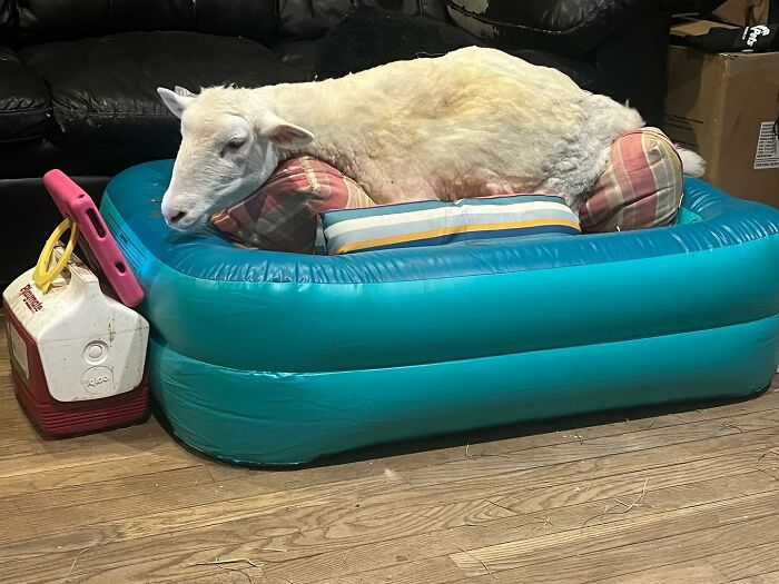 Sanctuary Rescues Disabled Lamb, Then Engineers A Way For Her To Move On Her Own (28 Pics) Sanctuary Rescues Disabled Lamb, Then Engineers A Way For Her To Move On Her Own (28 Pics)
