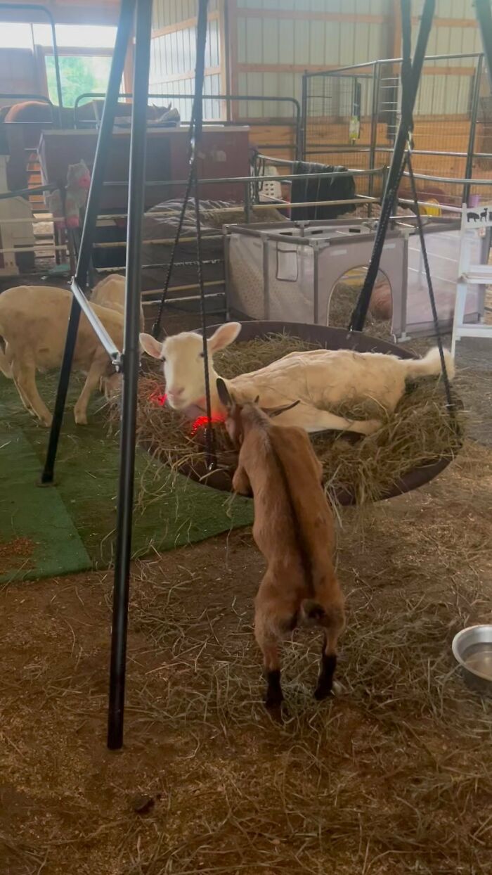 Sanctuary Rescues Disabled Lamb, Then Engineers A Way For Her To Move On Her Own (28 Pics) Sanctuary Rescues Disabled Lamb, Then Engineers A Way For Her To Move On Her Own (28 Pics)