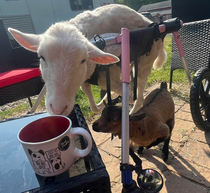 Sanctuary Rescues Disabled Lamb, Then Engineers A Way For Her To Move On Her Own (28 Pics) Sanctuary Rescues Disabled Lamb, Then Engineers A Way For Her To Move On Her Own (28 Pics)