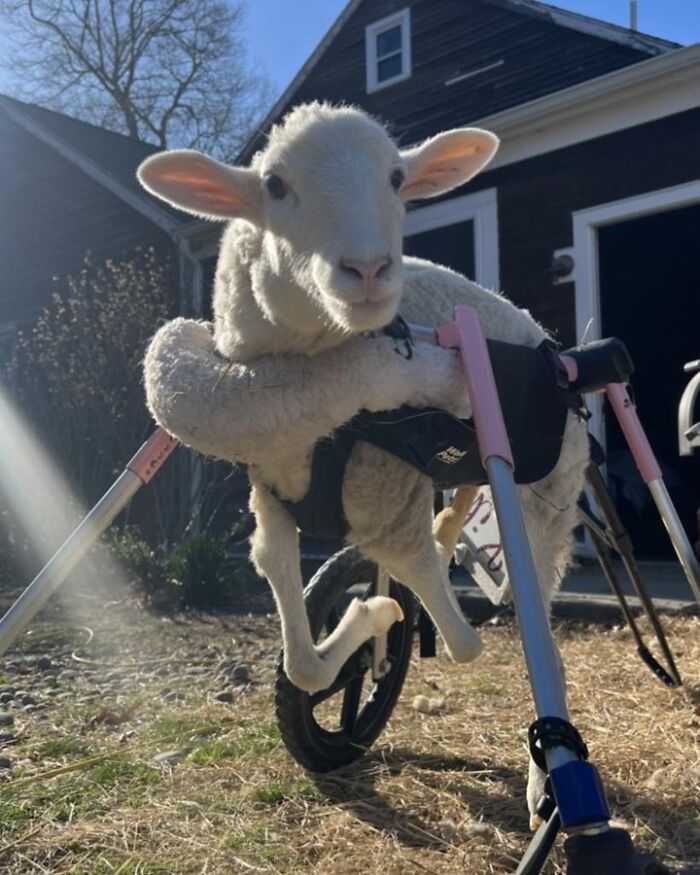 Sanctuary Rescues Disabled Lamb, Then Engineers A Way For Her To Move On Her Own (28 Pics) Sanctuary Rescues Disabled Lamb, Then Engineers A Way For Her To Move On Her Own (28 Pics)