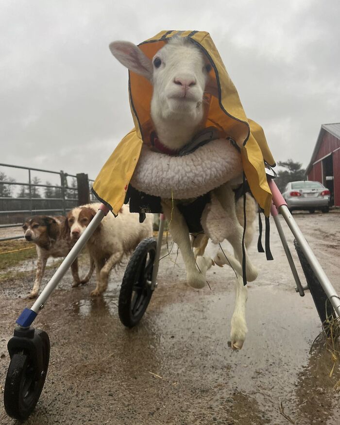 Sanctuary Rescues Disabled Lamb, Then Engineers A Way For Her To Move On Her Own (28 Pics) Sanctuary Rescues Disabled Lamb, Then Engineers A Way For Her To Move On Her Own (28 Pics)