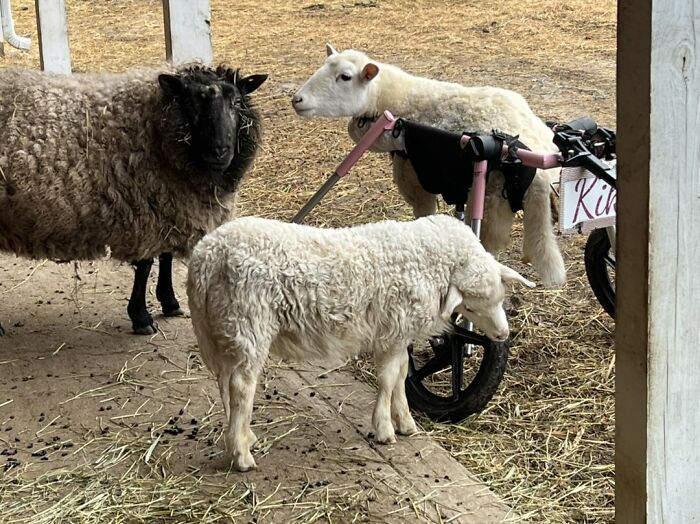 Sanctuary Rescues Disabled Lamb, Then Engineers A Way For Her To Move On Her Own (28 Pics) Sanctuary Rescues Disabled Lamb, Then Engineers A Way For Her To Move On Her Own (28 Pics)