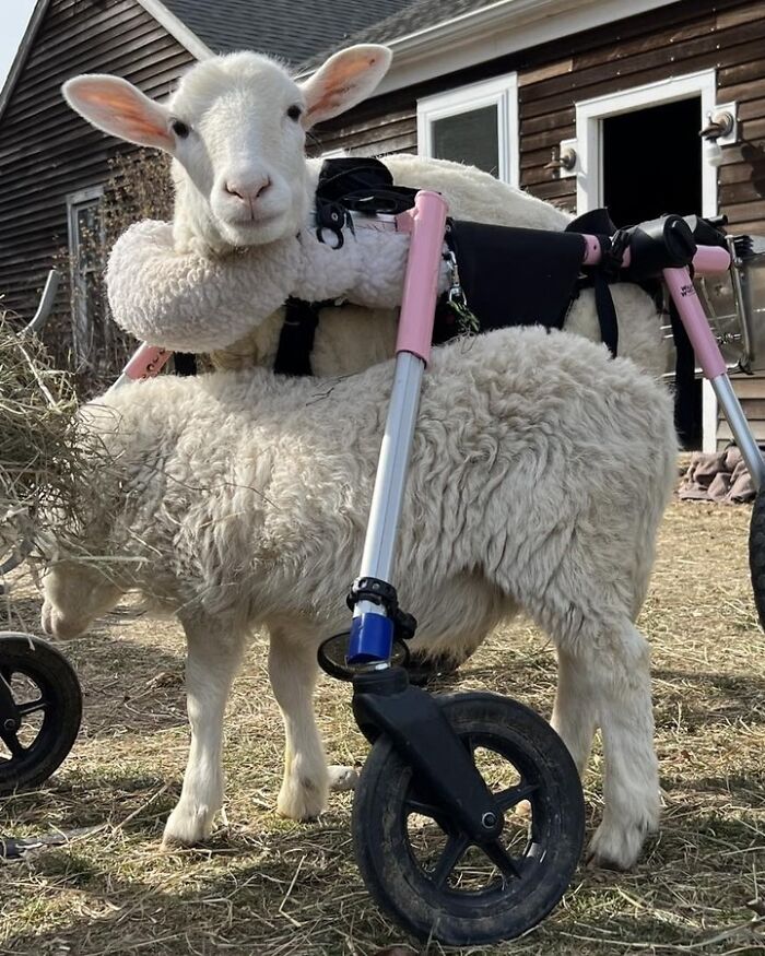 Sanctuary Rescues Disabled Lamb, Then Engineers A Way For Her To Move On Her Own (28 Pics) Sanctuary Rescues Disabled Lamb, Then Engineers A Way For Her To Move On Her Own (28 Pics)