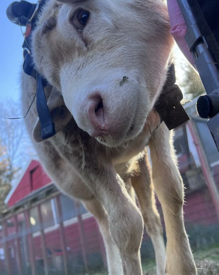 Sanctuary Rescues Disabled Lamb, Then Engineers A Way For Her To Move On Her Own (28 Pics) Sanctuary Rescues Disabled Lamb, Then Engineers A Way For Her To Move On Her Own (28 Pics)