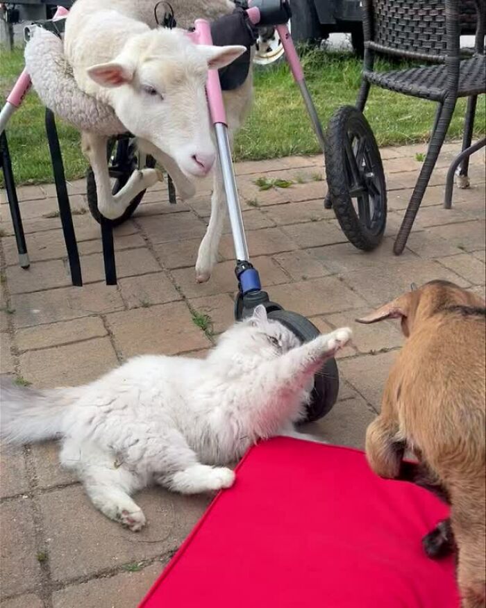Sanctuary Rescues Disabled Lamb, Then Engineers A Way For Her To Move On Her Own (28 Pics) Sanctuary Rescues Disabled Lamb, Then Engineers A Way For Her To Move On Her Own (28 Pics)