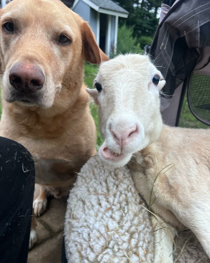 Sanctuary Rescues Disabled Lamb, Then Engineers A Way For Her To Move On Her Own (28 Pics) Sanctuary Rescues Disabled Lamb, Then Engineers A Way For Her To Move On Her Own (28 Pics)