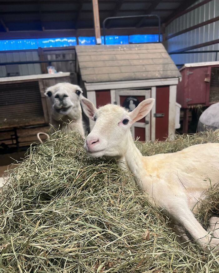 Sanctuary Rescues Disabled Lamb, Then Engineers A Way For Her To Move On Her Own (28 Pics) Sanctuary Rescues Disabled Lamb, Then Engineers A Way For Her To Move On Her Own (28 Pics)