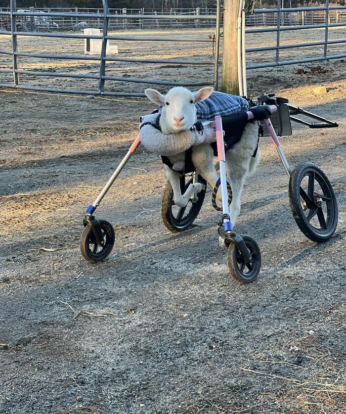 Sanctuary Rescues Disabled Lamb, Then Engineers A Way For Her To Move On Her Own (28 Pics) Sanctuary Rescues Disabled Lamb, Then Engineers A Way For Her To Move On Her Own (28 Pics)