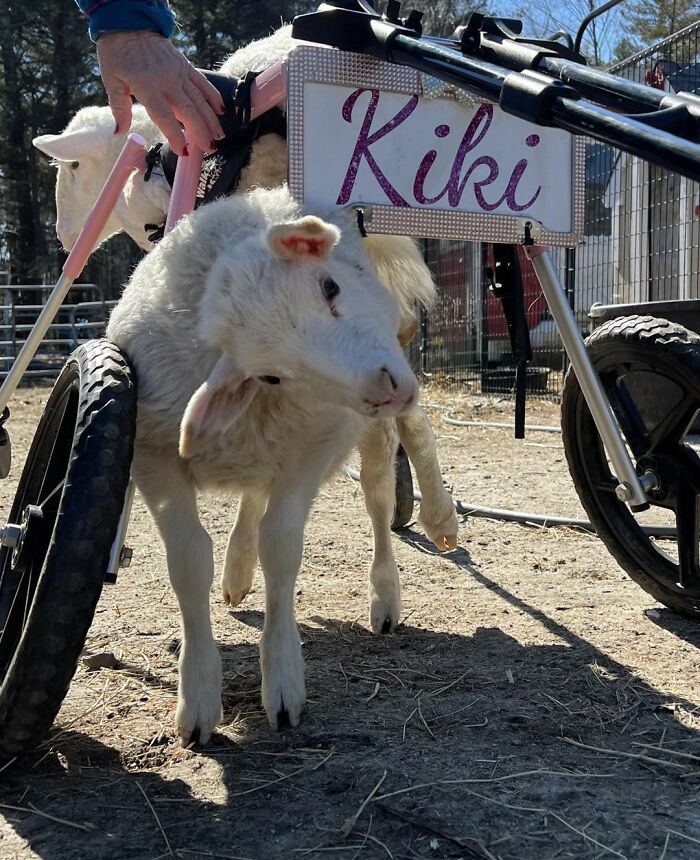 Sanctuary Rescues Disabled Lamb, Then Engineers A Way For Her To Move On Her Own (28 Pics) Sanctuary Rescues Disabled Lamb, Then Engineers A Way For Her To Move On Her Own (28 Pics)