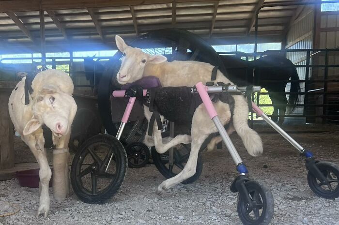 Sanctuary Rescues Disabled Lamb, Then Engineers A Way For Her To Move On Her Own (28 Pics) Sanctuary Rescues Disabled Lamb, Then Engineers A Way For Her To Move On Her Own (28 Pics)