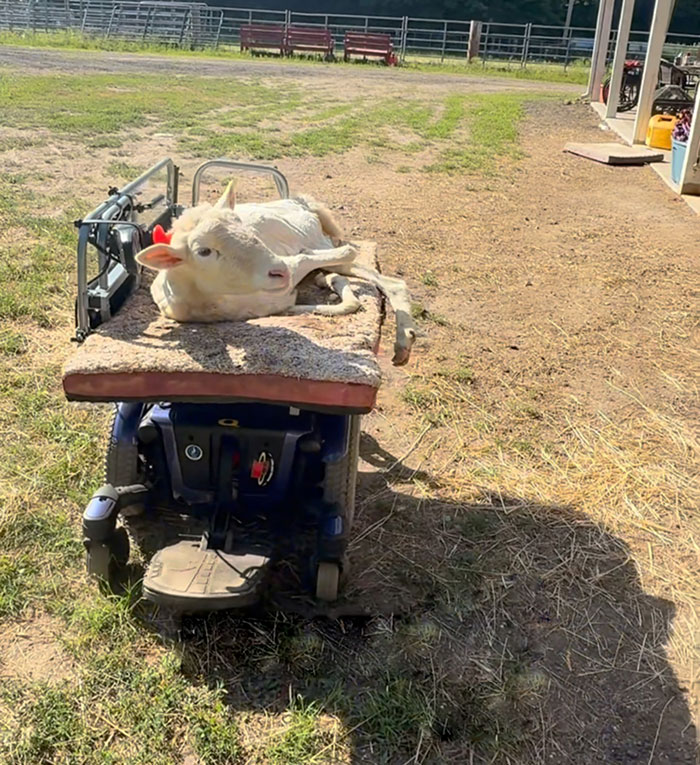 Sanctuary Rescues Disabled Lamb, Then Engineers A Way For Her To Move On Her Own (28 Pics) Sanctuary Rescues Disabled Lamb, Then Engineers A Way For Her To Move On Her Own (28 Pics)