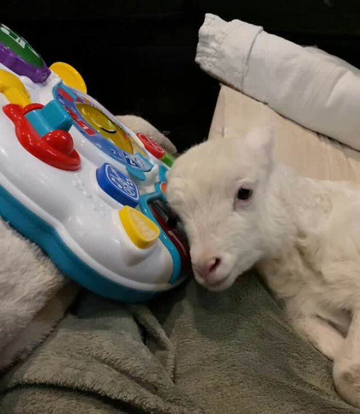 Sanctuary Rescues Disabled Lamb, Then Engineers A Way For Her To Move On Her Own (28 Pics) Sanctuary Rescues Disabled Lamb, Then Engineers A Way For Her To Move On Her Own (28 Pics)