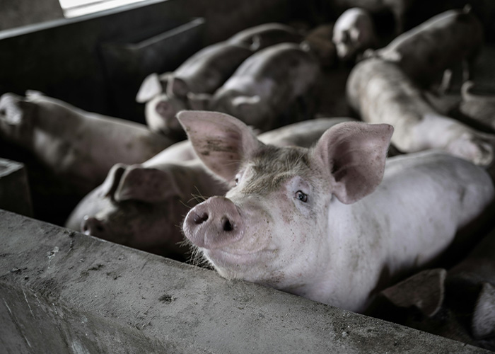 Doctor Issues Warning After Incurable Virus Outbreak Causes COVID-Style Restrictions At Airports