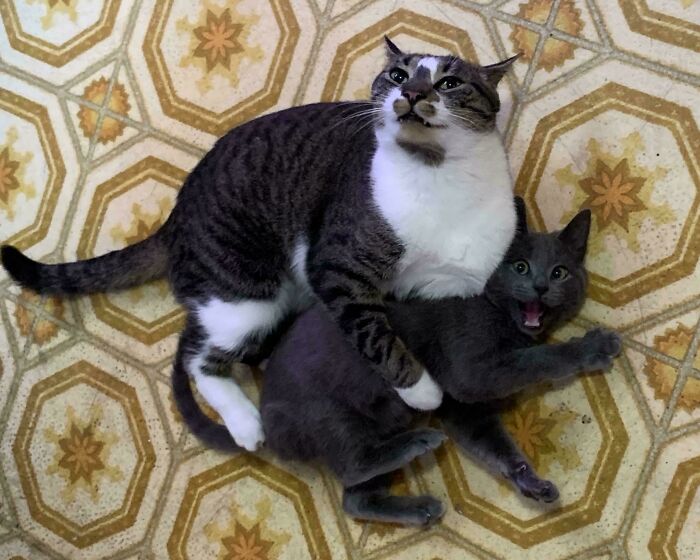 74 Newly Adopted Pets Whose Cozy Winter Beginnings May Melt Your Frozen Heart (January Edition)