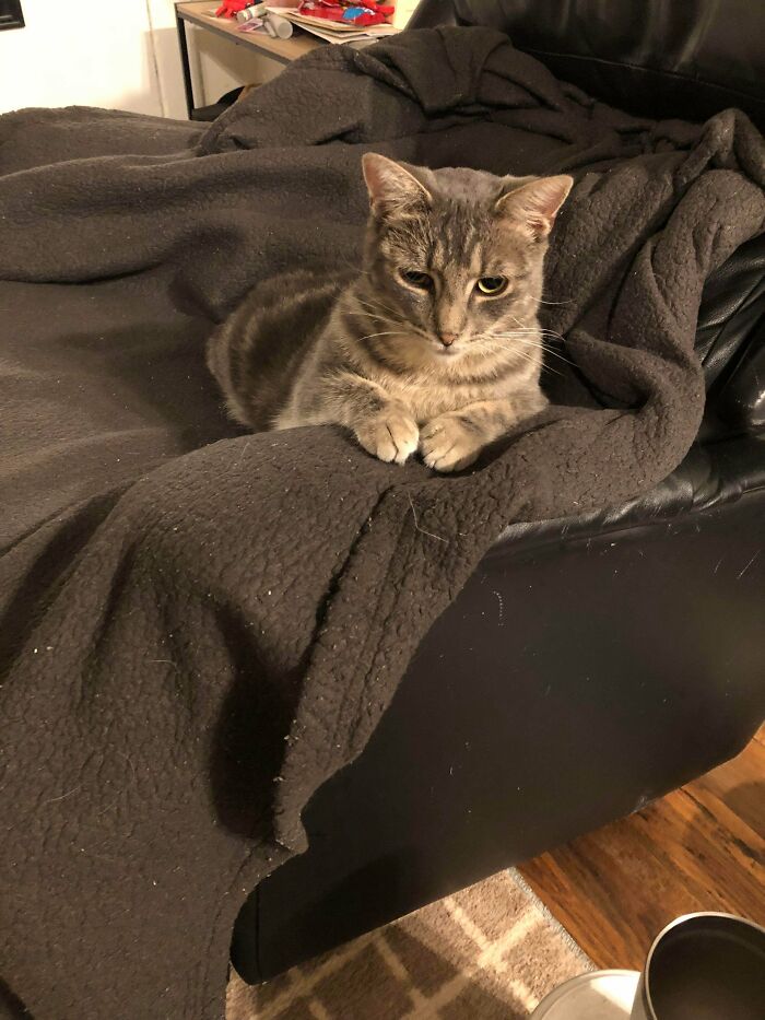 74 Newly Adopted Pets Whose Cozy Winter Beginnings May Melt Your Frozen Heart (January Edition)