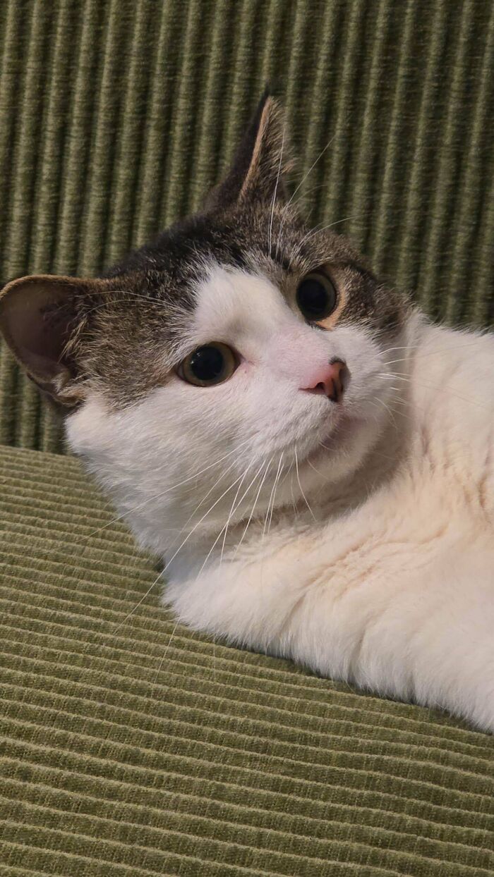 74 Newly Adopted Pets Whose Cozy Winter Beginnings May Melt Your Frozen Heart (January Edition)