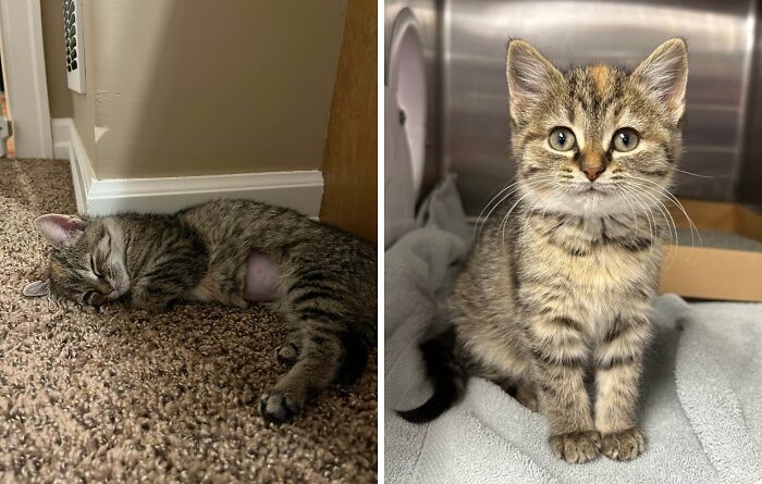 74 Newly Adopted Pets Whose Cozy Winter Beginnings May Melt Your Frozen Heart (January Edition)