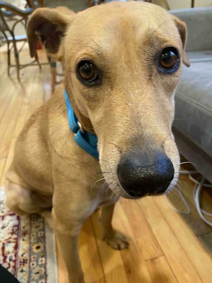 74 Newly Adopted Pets Whose Cozy Winter Beginnings May Melt Your Frozen Heart (January Edition)