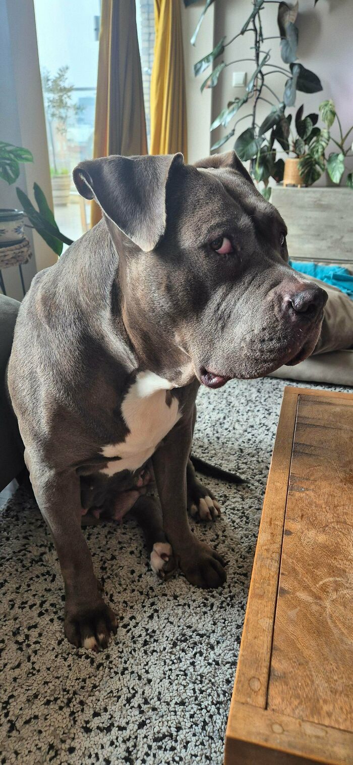 74 Newly Adopted Pets Whose Cozy Winter Beginnings May Melt Your Frozen Heart (January Edition)