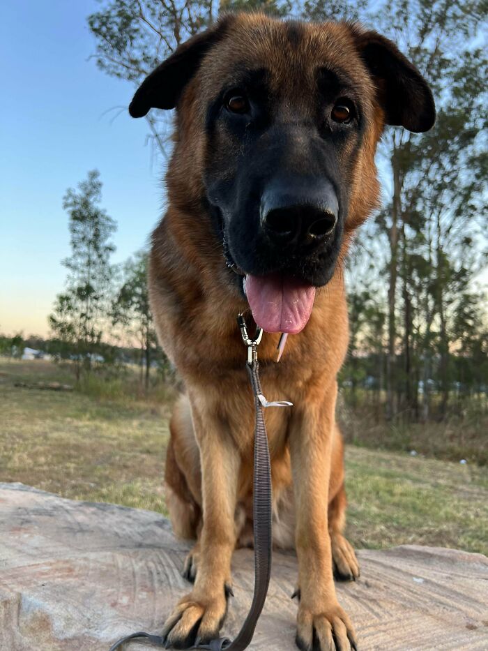 74 Newly Adopted Pets Whose Cozy Winter Beginnings May Melt Your Frozen Heart (January Edition)