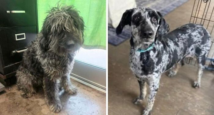 74 Newly Adopted Pets Whose Cozy Winter Beginnings May Melt Your Frozen Heart (January Edition)