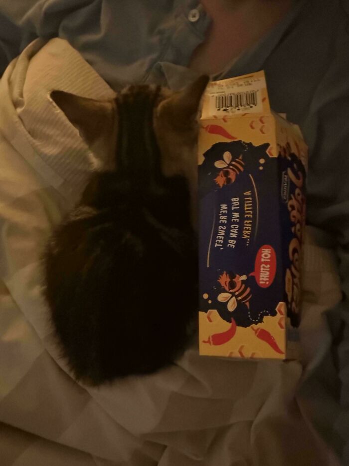 74 Newly Adopted Pets Whose Cozy Winter Beginnings May Melt Your Frozen Heart (January Edition)