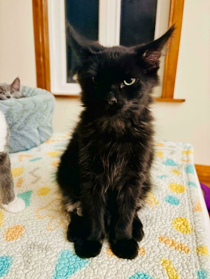 74 Newly Adopted Pets Whose Cozy Winter Beginnings May Melt Your Frozen Heart (January Edition)