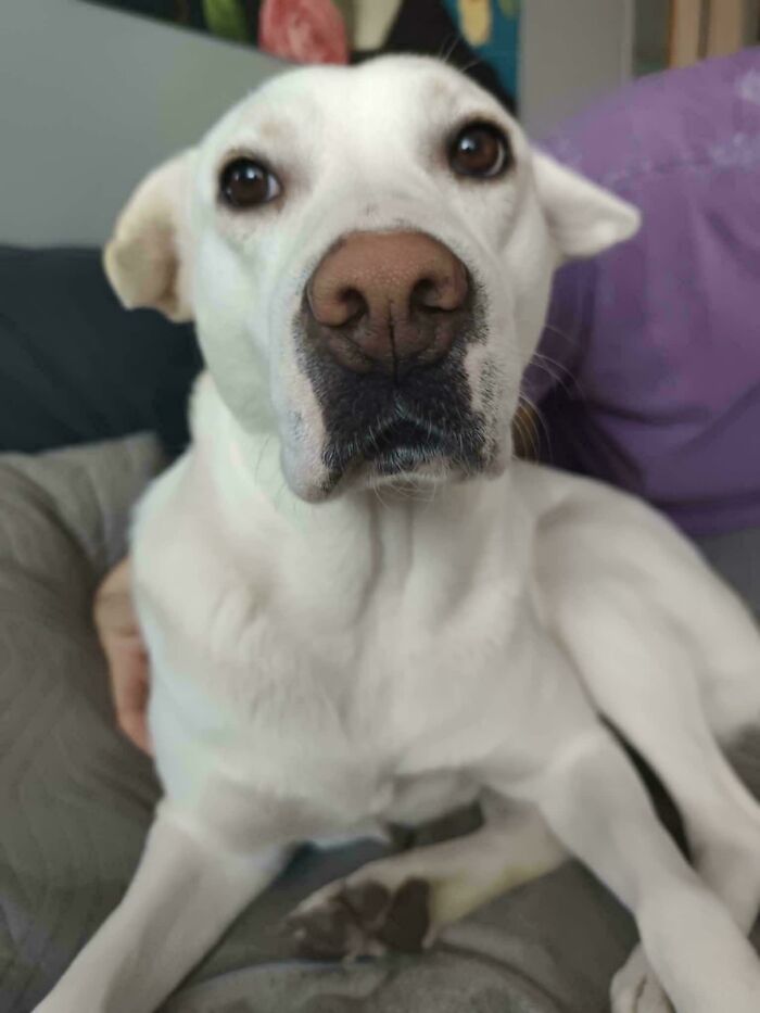 74 Newly Adopted Pets Whose Cozy Winter Beginnings May Melt Your Frozen Heart (January Edition)