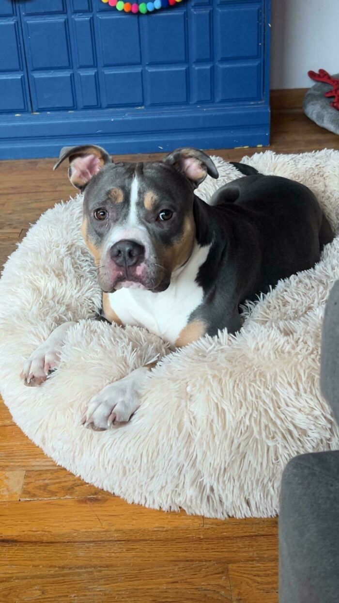 74 Newly Adopted Pets Whose Cozy Winter Beginnings May Melt Your Frozen Heart (January Edition)