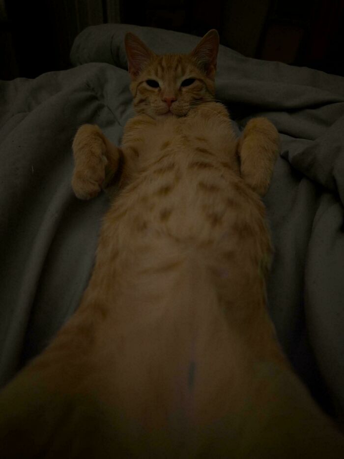 74 Newly Adopted Pets Whose Cozy Winter Beginnings May Melt Your Frozen Heart (January Edition)