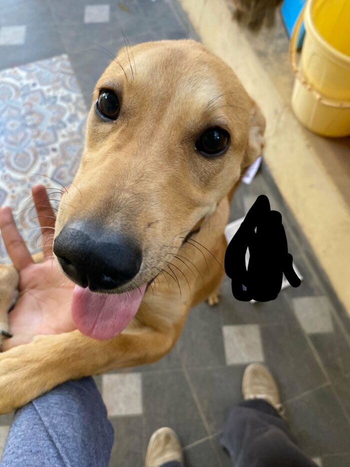 74 Newly Adopted Pets Whose Cozy Winter Beginnings May Melt Your Frozen Heart (January Edition)