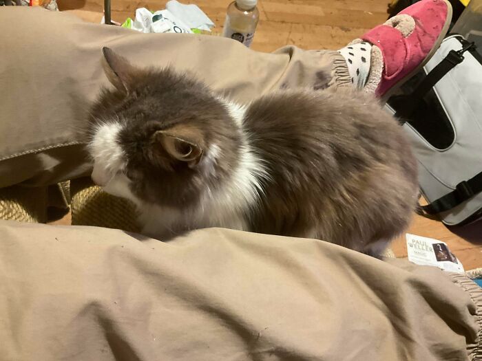 74 Newly Adopted Pets Whose Cozy Winter Beginnings May Melt Your Frozen Heart (January Edition)