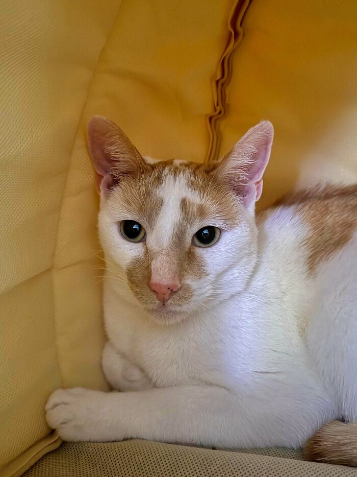 74 Newly Adopted Pets Whose Cozy Winter Beginnings May Melt Your Frozen Heart (January Edition)