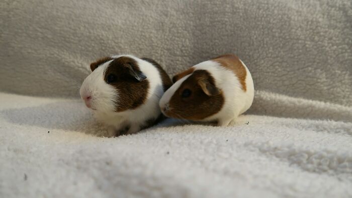 65 Times Vets Heard Such Brilliant And Bizarre Pet Names That They Just Had To Share Them 65 Times Vets Heard Such Brilliant And Bizarre Pet Names That They Just Had To Share Them