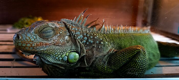 65 Times Vets Heard Such Brilliant And Bizarre Pet Names That They Just Had To Share Them 65 Times Vets Heard Such Brilliant And Bizarre Pet Names That They Just Had To Share Them