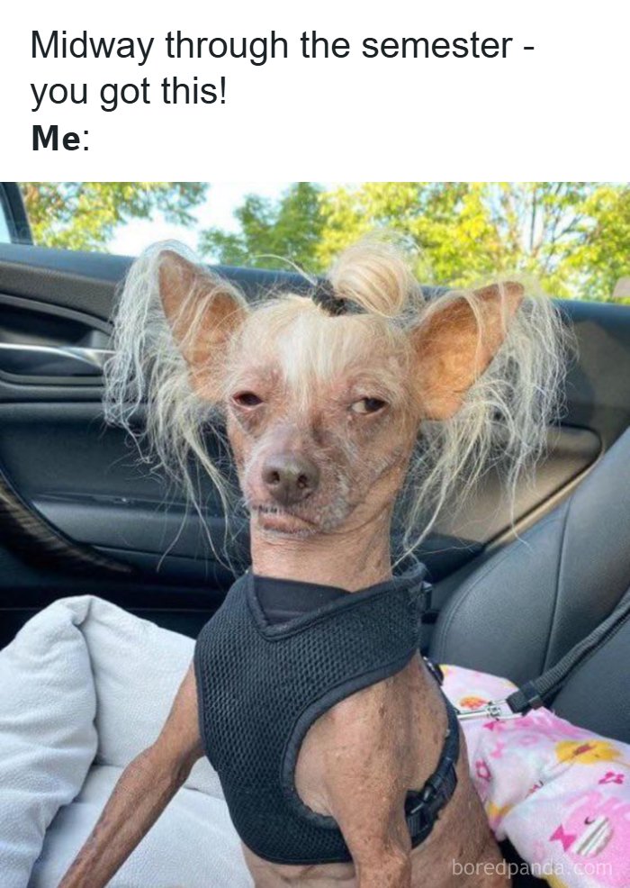 126 Hilarious And Relatable College Memes For Broken Students