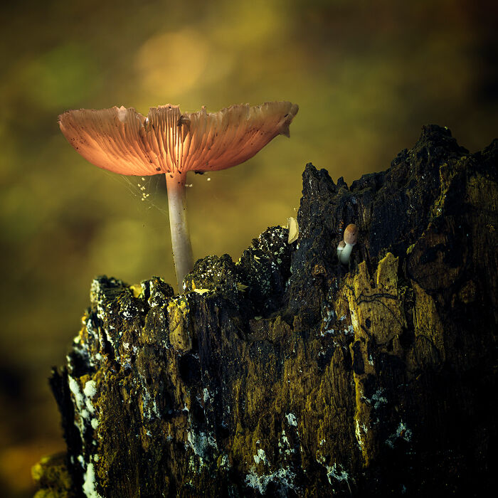 25 Stunning Photos From AAP Magazine’s Nature Issue That Show The Beauty And Power Of Our World 25 Stunning Photos From AAP Magazine’s Nature Issue That Show The Beauty And Power Of Our World