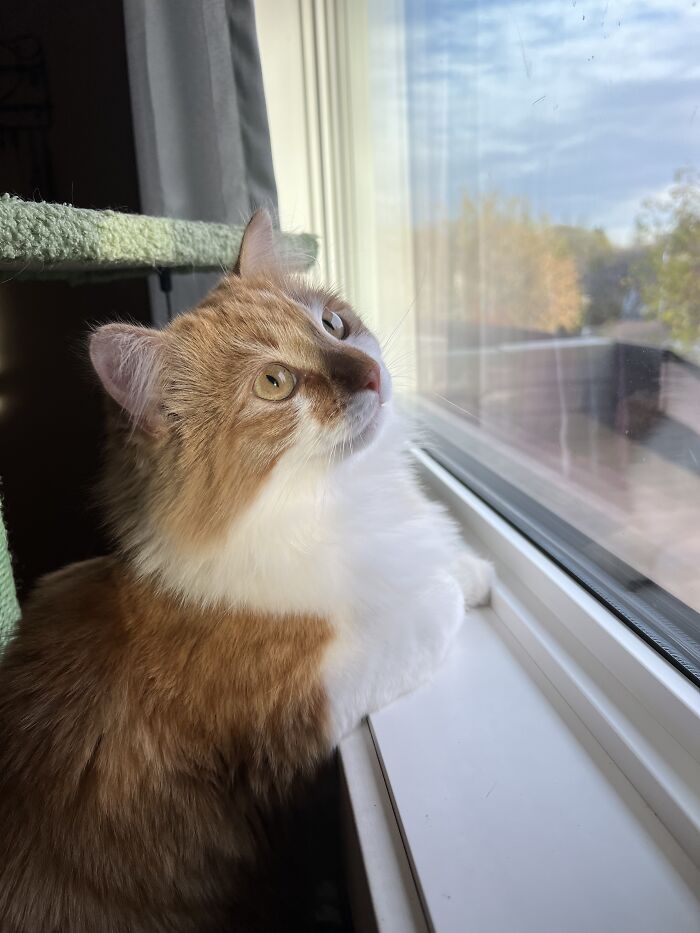 This Traveler Lives In Other People’s Homes By Cat-Sitting Their Cats, And The New Photos Are Adorable (68 New Pics) This Traveler Lives In Other People’s Homes By Cat-Sitting Their Cats, And The New Photos Are Adorable (68 New Pics)