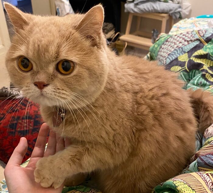 This Traveler Lives In Other People’s Homes By Cat-Sitting Their Cats, And The New Photos Are Adorable (68 New Pics) This Traveler Lives In Other People’s Homes By Cat-Sitting Their Cats, And The New Photos Are Adorable (68 New Pics)