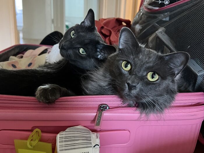 This Traveler Lives In Other People’s Homes By Cat-Sitting Their Cats, And The New Photos Are Adorable (68 New Pics) This Traveler Lives In Other People’s Homes By Cat-Sitting Their Cats, And The New Photos Are Adorable (68 New Pics)