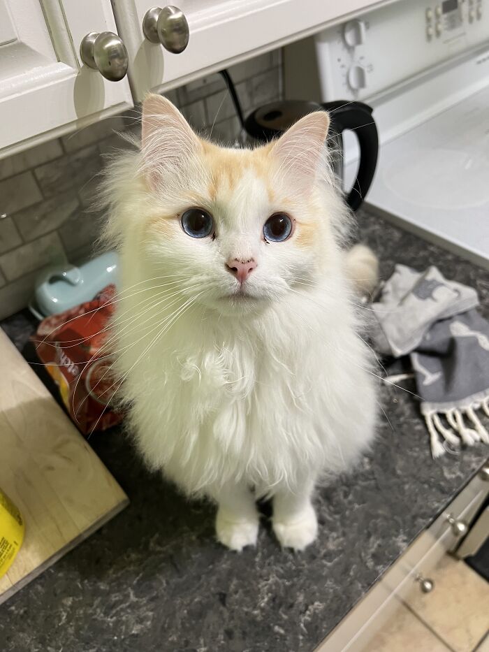 This Traveler Lives In Other People’s Homes By Cat-Sitting Their Cats, And The New Photos Are Adorable (68 New Pics) This Traveler Lives In Other People’s Homes By Cat-Sitting Their Cats, And The New Photos Are Adorable (68 New Pics)